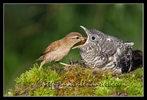 wren feeding cuckoo chick